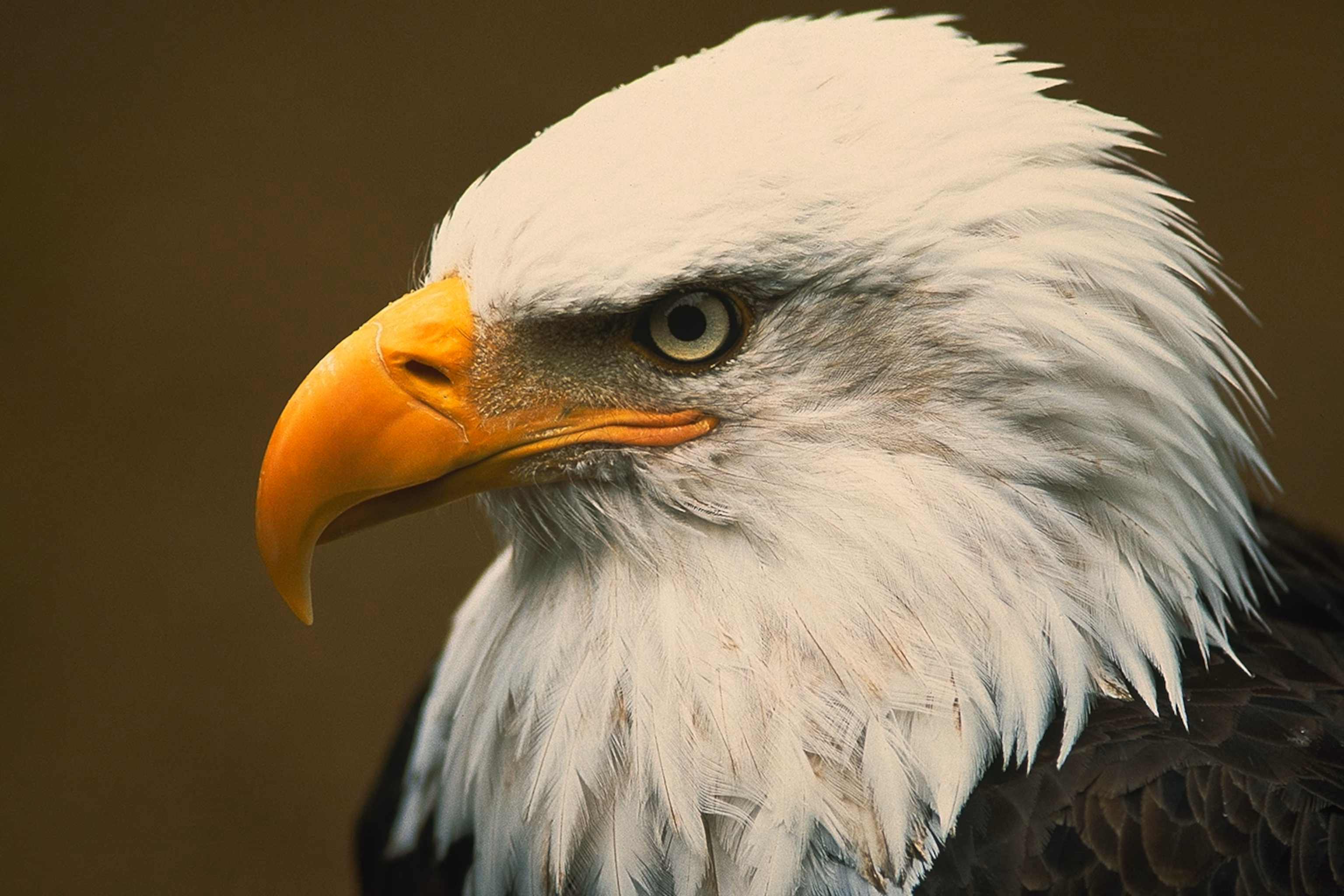 Mission of the company